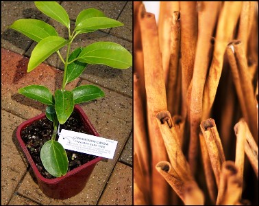 How To Grow Cinnamon At Home