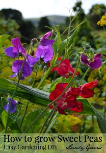 Tips on growing Sweet Peas (Flowers)